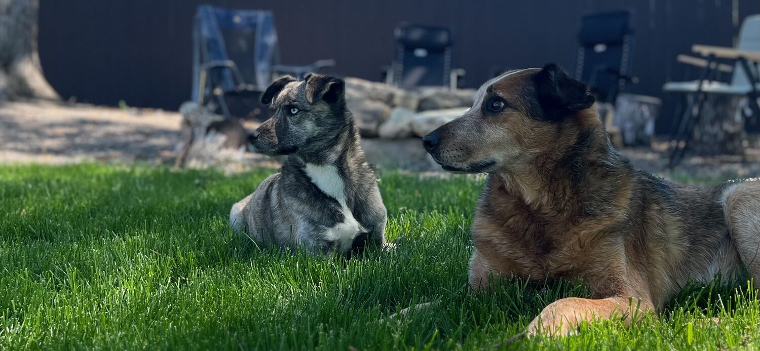 The two dogs out in the yard