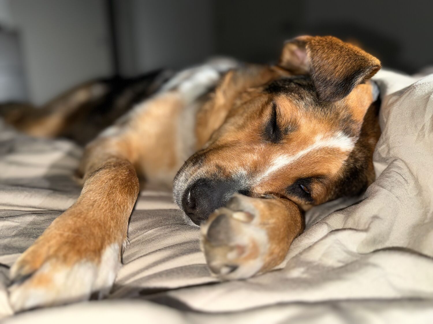 One of the dogs napping in the sun